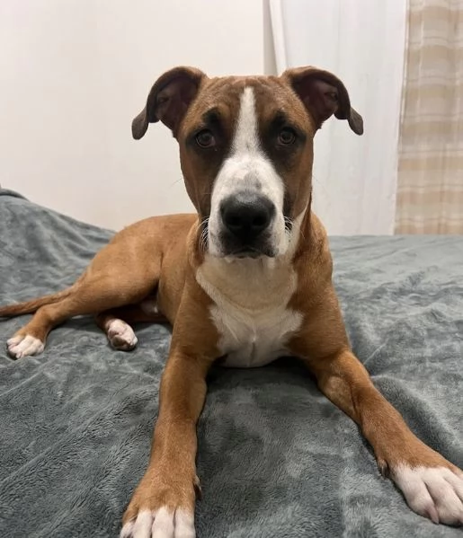 Simba Amstaff cucciolo