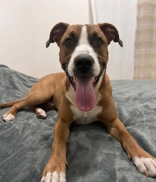 Simba Amstaff cucciolo | Foto 0