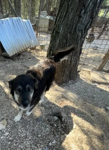 Stella merita una casa vera  | Foto 4
