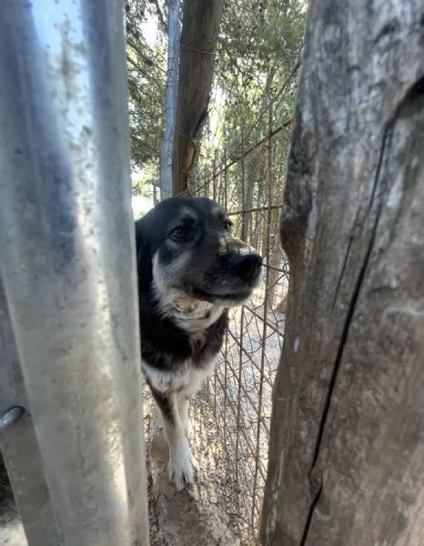 Stella merita una casa vera  | Foto 2