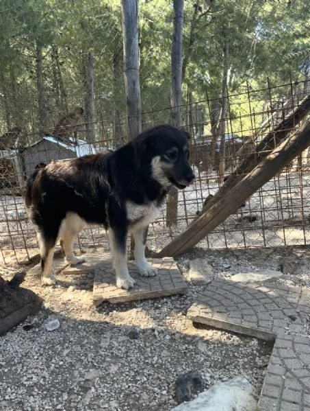 Stella merita una casa vera  | Foto 1