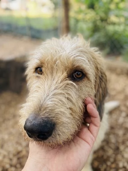 Spinone cerca casa 