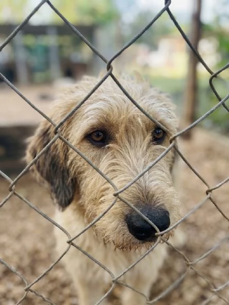 Spinone cerca casa  | Foto 4