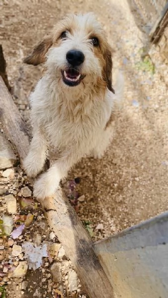 Spinone cerca casa  | Foto 3
