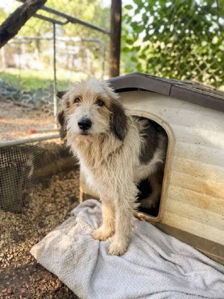 Spinone cerca casa  | Foto 1