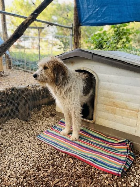 Spinone cerca casa  | Foto 0