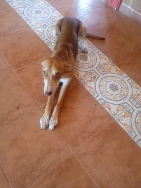 Wendy dal divano presto in canile | Foto 2