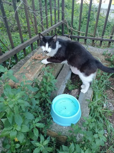 Zorro micione in cerca di casa  | Foto 6