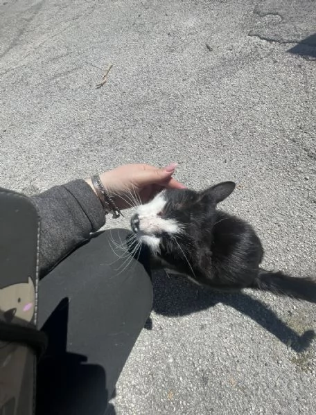 Zorro micione in cerca di casa  | Foto 5