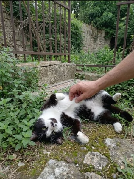 Zorro micione in cerca di casa 