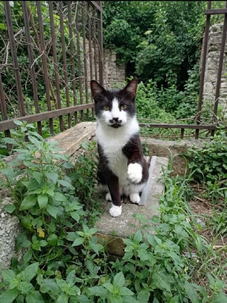 Zorro micione in cerca di casa  | Foto 3