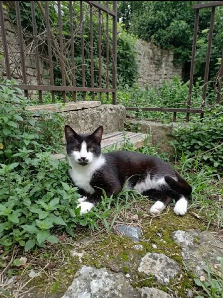 Zorro micione in cerca di casa  | Foto 2