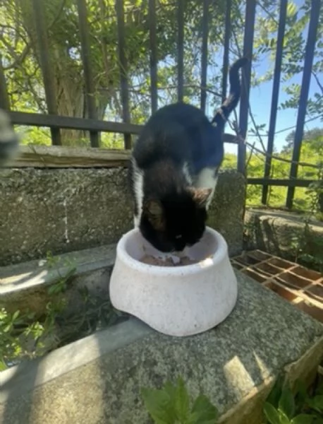 Zorro micione in cerca di casa  | Foto 0