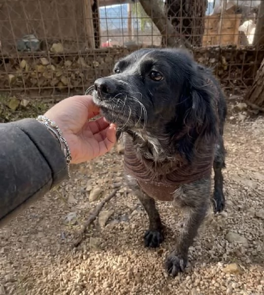 Adozione del cuore per Nerina | Foto 6