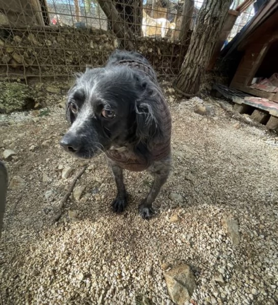 Adozione del cuore per Nerina | Foto 5