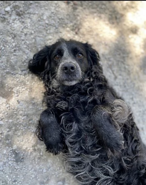 Adozione del cuore per Nerina | Foto 2