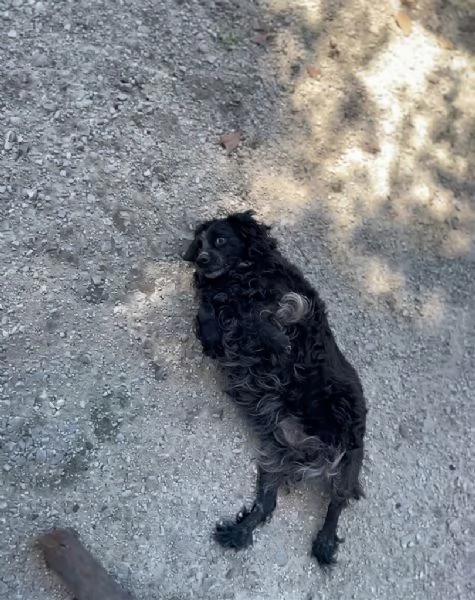 Adozione del cuore per Nerina | Foto 1