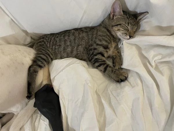 Minnie & Moky cercano casa  | Foto 6