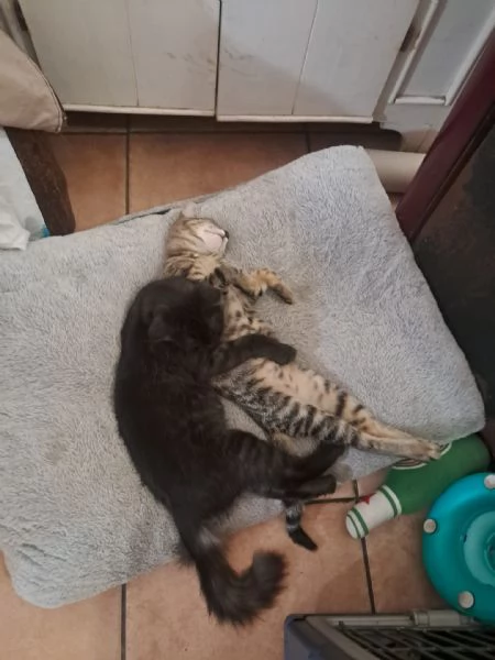 Minnie & Moky cercano casa  | Foto 5