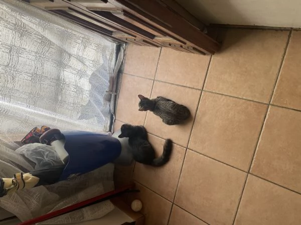 Minnie & Moky cercano casa  | Foto 4