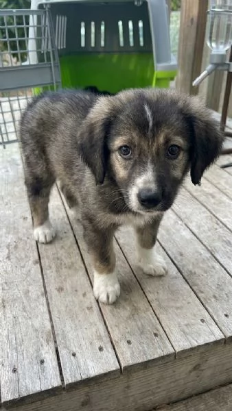 Cucciolo Simba cerca casa  | Foto 3