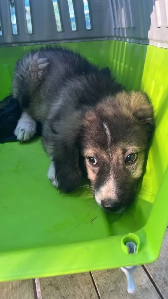 Cucciolo Simba cerca casa  | Foto 2