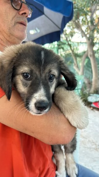 Cucciolo Simba cerca casa  | Foto 1