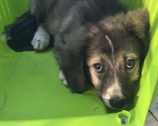 Cucciolo Simba cerca casa 