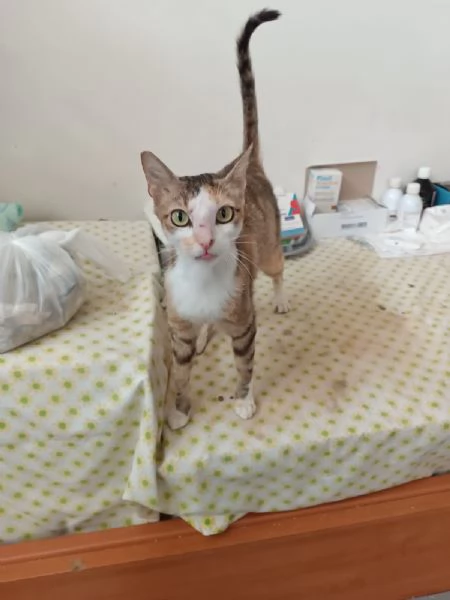 Micia Lady cerca casa 