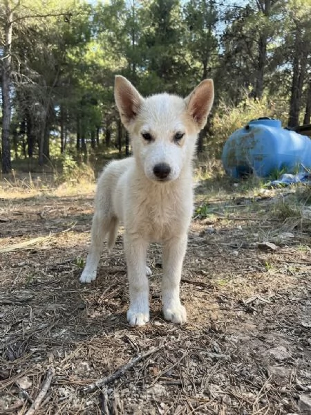 Jimmy cucciolo husky  | Foto 3