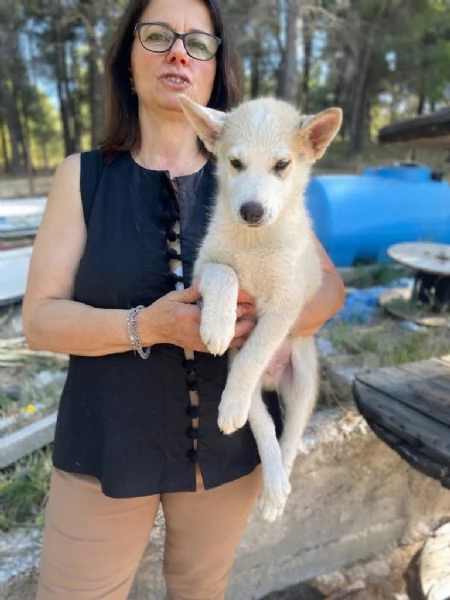 Jimmy cucciolo husky 