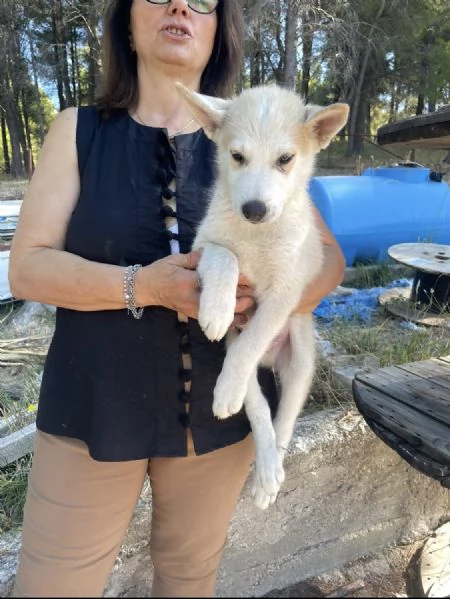 Jimmy cucciolo husky  | Foto 0