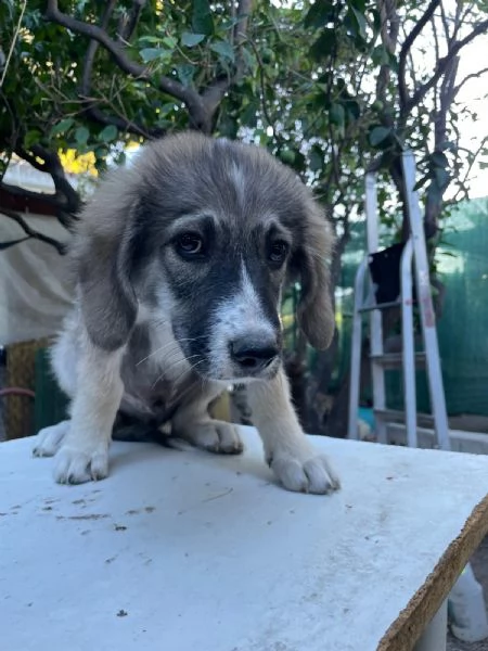 Cucciolotti cercano casa  | Foto 6