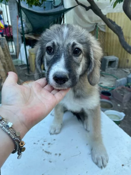 Cucciolotti cercano casa  | Foto 4