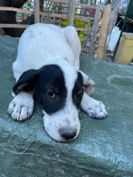 Cucciolotti cercano casa  | Foto 3