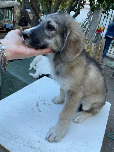 Cucciolotti cercano casa  | Foto 1