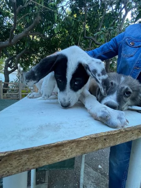 Cucciolotti cercano casa  | Foto 0