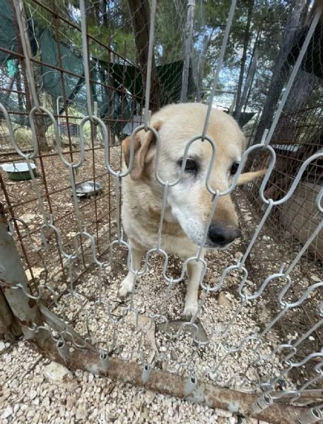 Bella 9 anni cerca il lieto fine  | Foto 4