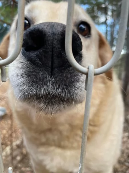 Bella 9 anni cerca il lieto fine  | Foto 3