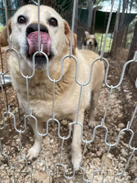 Bella 9 anni cerca il lieto fine  | Foto 2