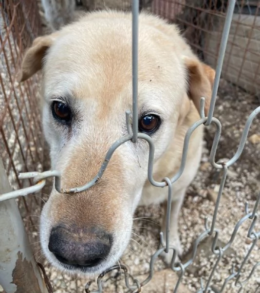 Bella 9 anni cerca il lieto fine  | Foto 1