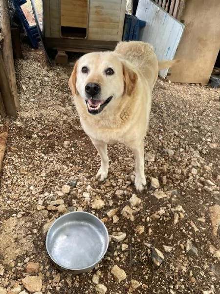 Bella 9 anni cerca il lieto fine 