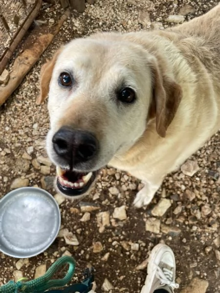 Bella 9 anni cerca il lieto fine  | Foto 0