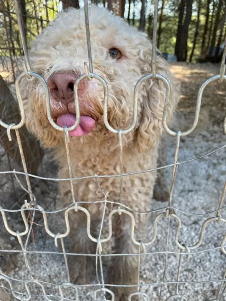 Jack lagotto in cerca di casa 