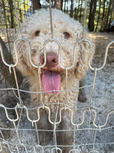Jack lagotto in cerca di casa  | Foto 4