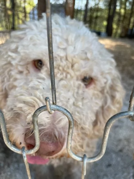 Jack lagotto in cerca di casa  | Foto 3