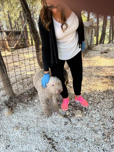 Jack lagotto in cerca di casa  | Foto 2