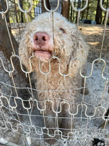 Jack lagotto in cerca di casa  | Foto 1