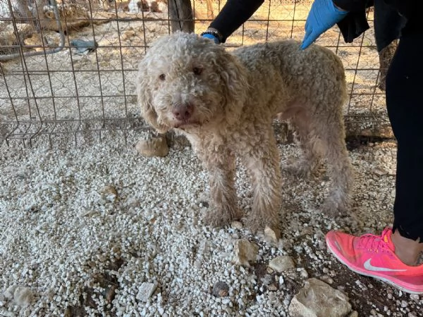 Jack lagotto in cerca di casa  | Foto 0