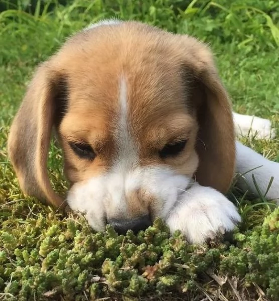  regalo beagle | Foto 0